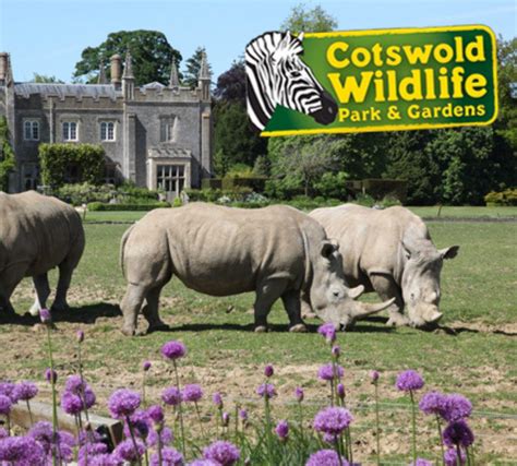 cotswold wildlife park webcam|Web Cams